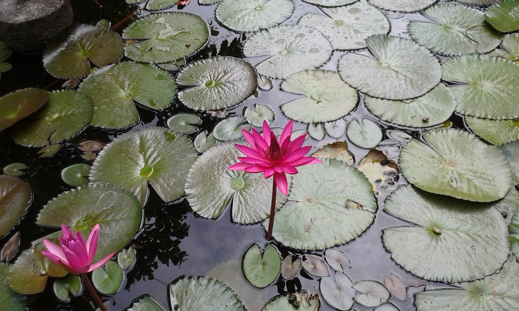 Luxman Guest House Polonnaruwa Zewnętrze zdjęcie